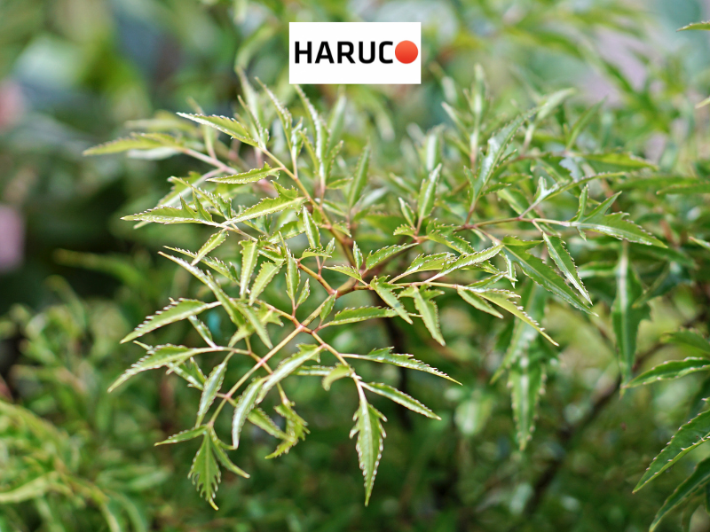dai-lung-cot-song-haruco