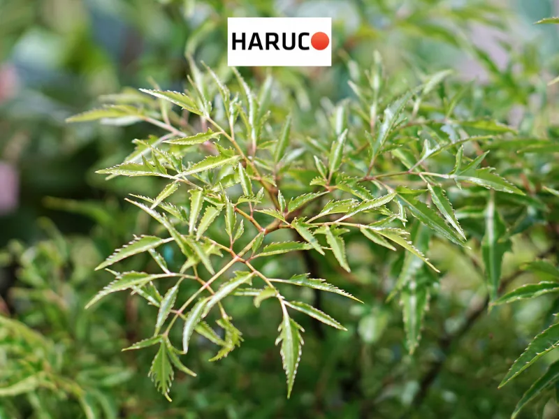 dai-lung-cot-song-haruco