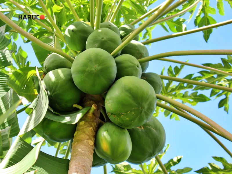 dai-lung-cot-song-haruco