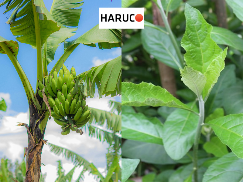 dai-lung-cot-song-haruco