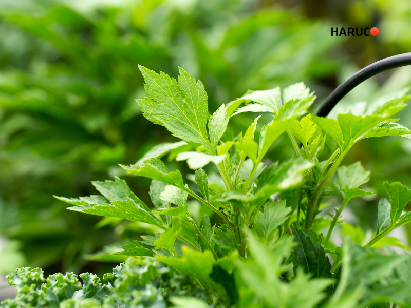 dai-lung-cot-song-haruco