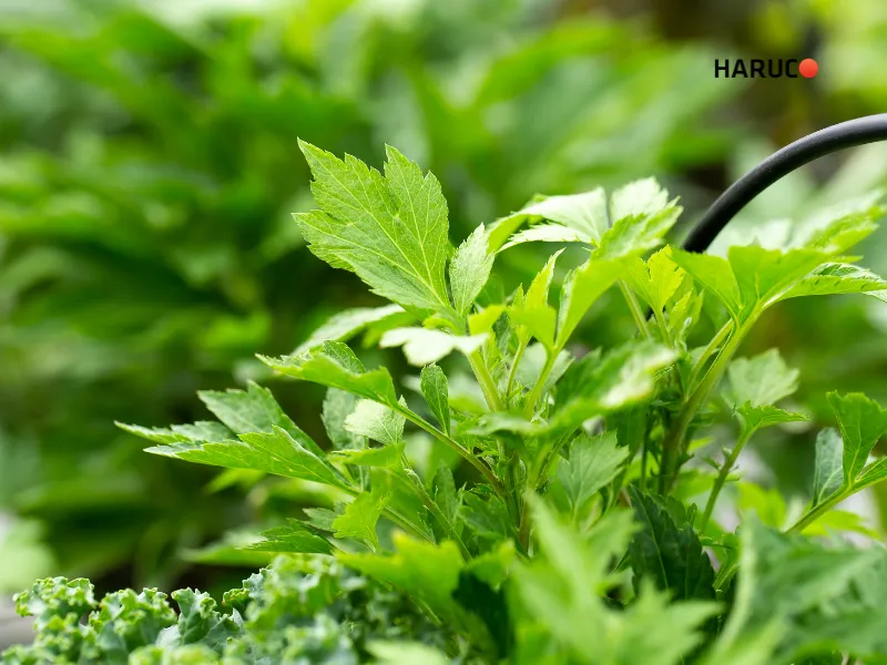 dai-lung-cot-song-haruco