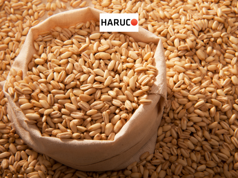 dai-lung-cot-song-haruco