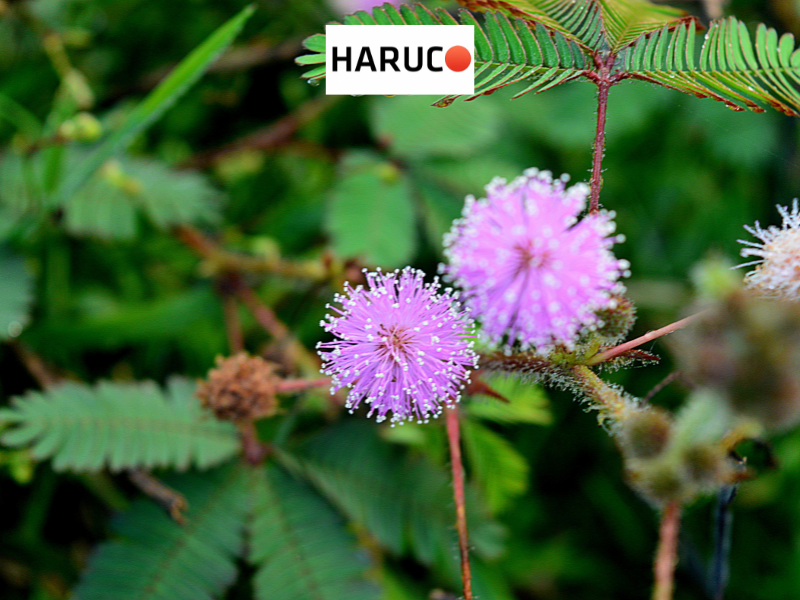 dai-lung-cot-song-haruco