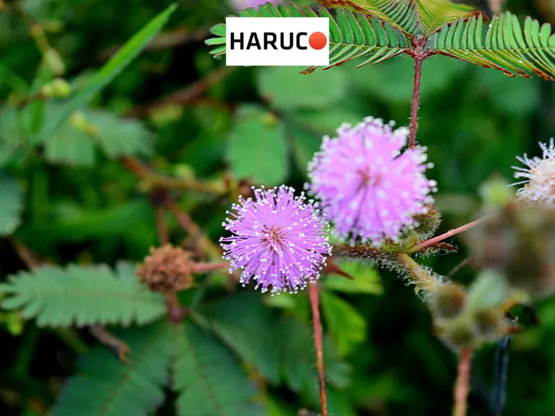 dai-lung-cot-song-haruco