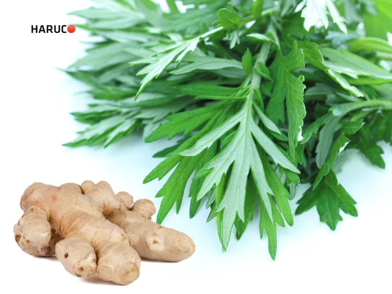 chữa tràn dịch khớp gối bằng ngải cứu - 2