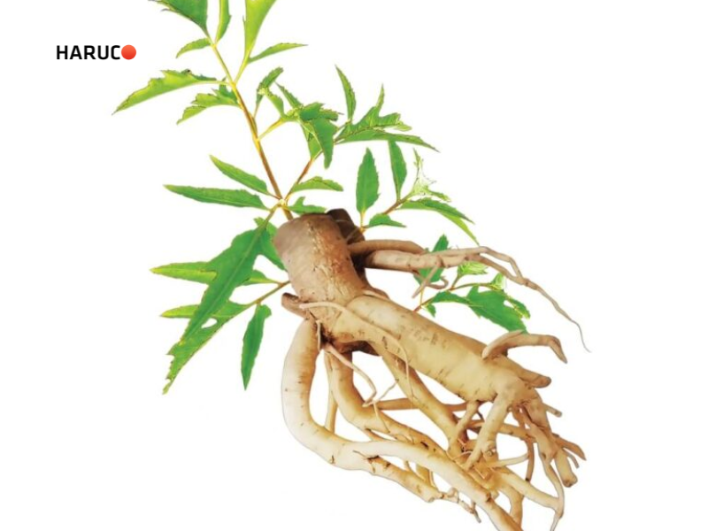 dai-lung-cot-song-haruco