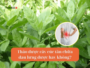 dai-lung-cot-song-haruco