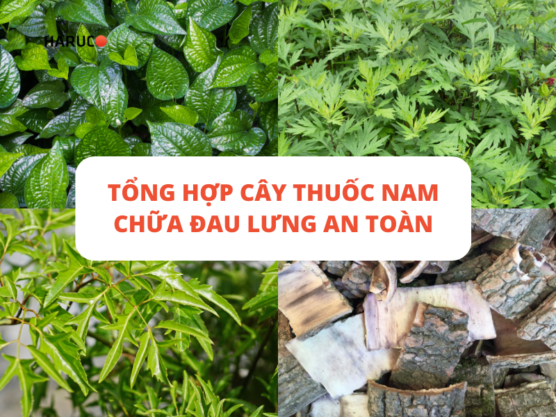 Tổng hợp cây thuốc nam chữa đau lưng an toàn