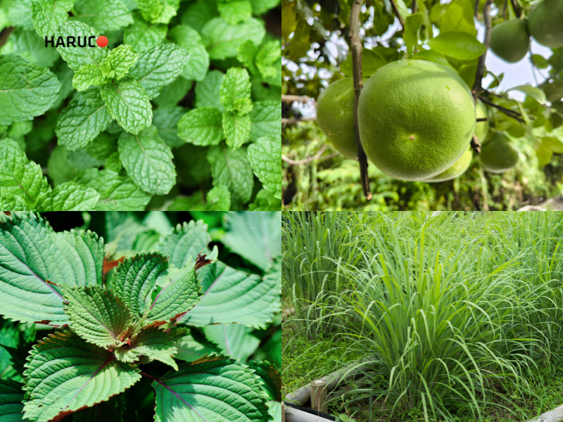 leu-xong-hoi-tai-nha-haruco