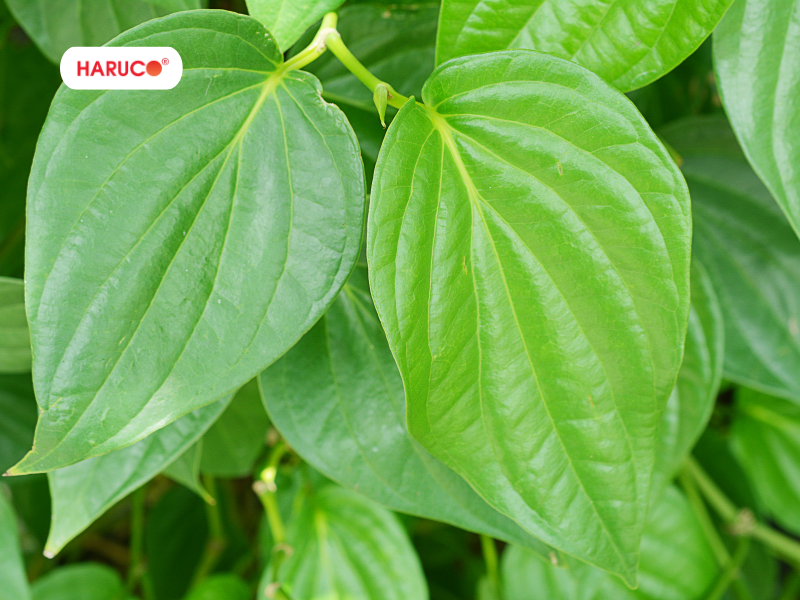 leu-xong-hoi-tai-nha-haruco