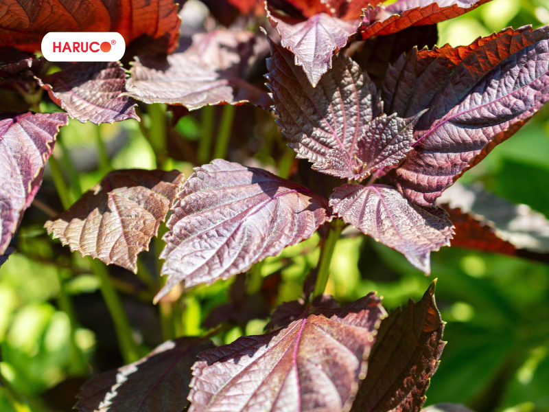 leu-xong-hoi-tai-nha-haruco