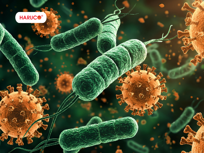 leu-xong-hoi-tai-nha-haruco