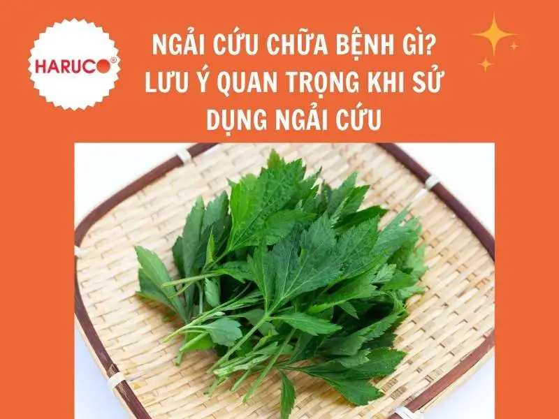 tham-ngai-cuu-dong-y-haruco
