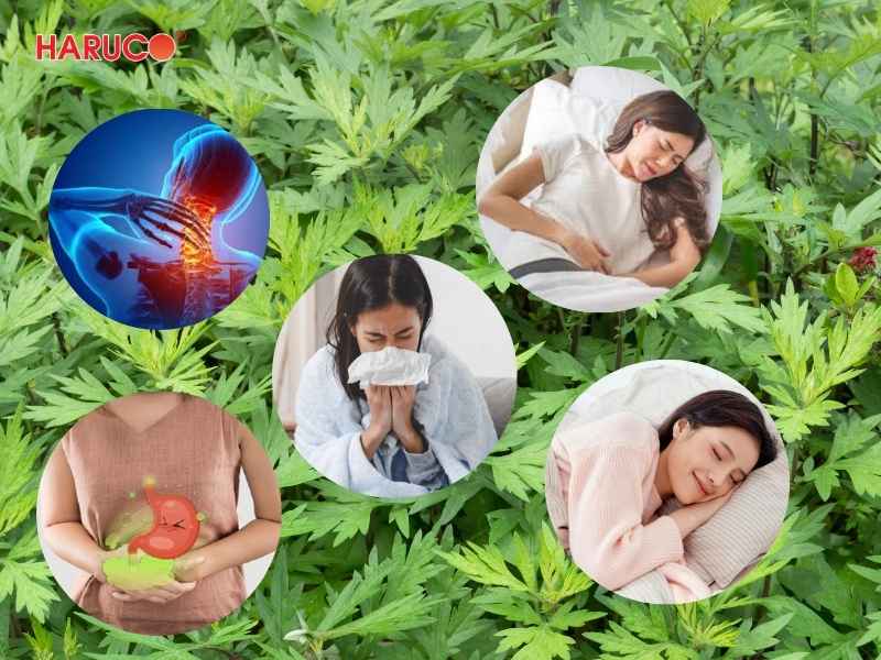 tham-ngai-cuu-dong-y-haruco