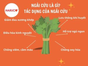 tham-ngai-cuu-dong-y-haruco