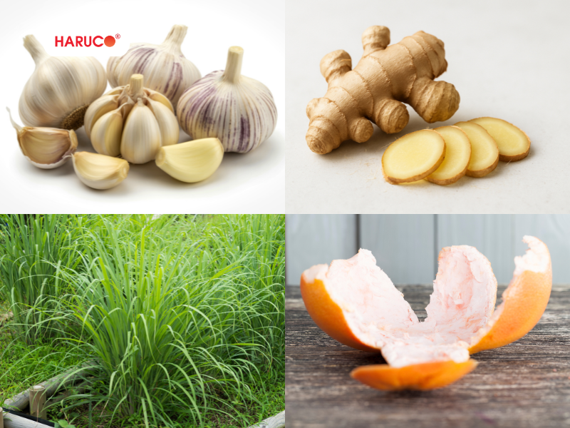 leu-xong-hoi-tai-nha-haruco