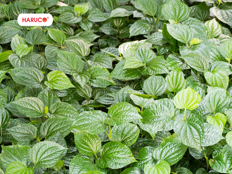 leu-xong-hoi-tai-nha-haruco