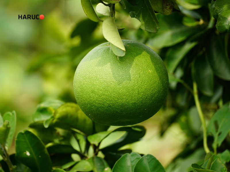 leu-xong-hoi-tai-nha-haruco