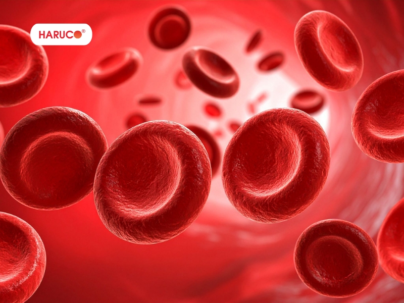 leu-xong-hoi-tai-nha-haruco