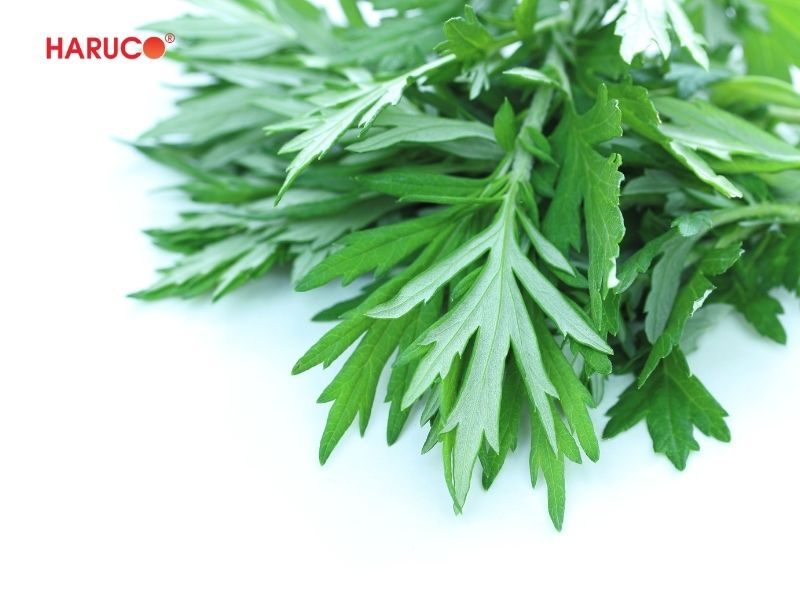 tham-ngai-cuu-dong-y-haruco