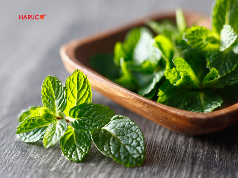 leu-xong-hoi-tai-nha-haruco