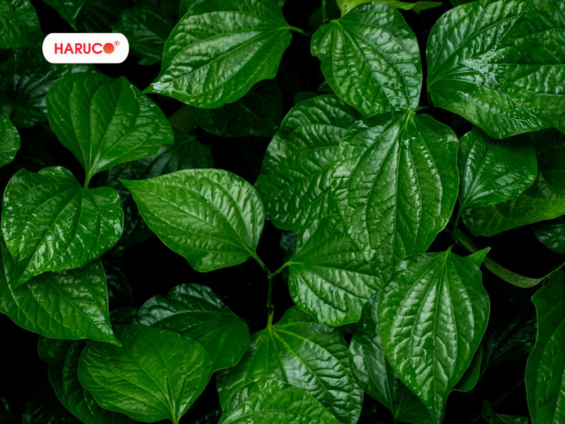 dai-bao-ve-dau-goi-haruco