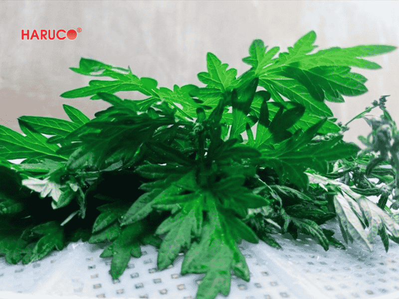 tham-ngai-cuu-dong-y