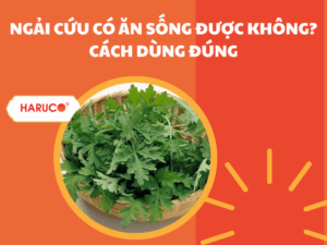 tham-ngai-cuu-dong-y