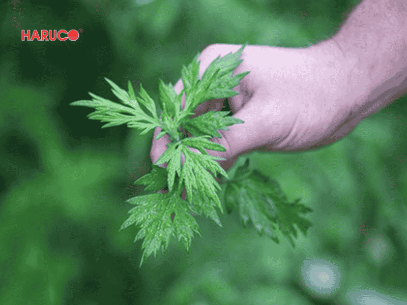 tham-ngai-cuu-dong-y