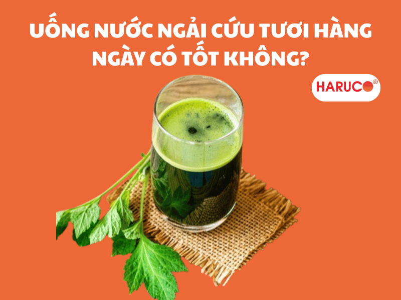 Uống nước ngải cứu tươi hàng ngày có tốt không?
