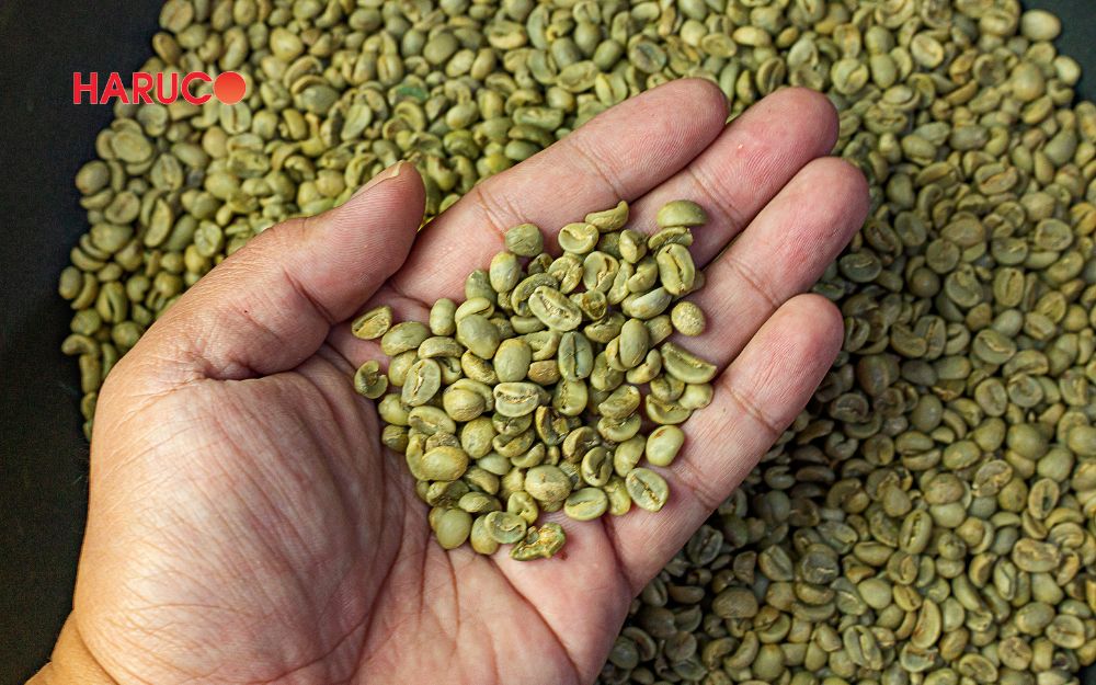Đậu xanh là nguồn thực phẩm giàu protein thực vật