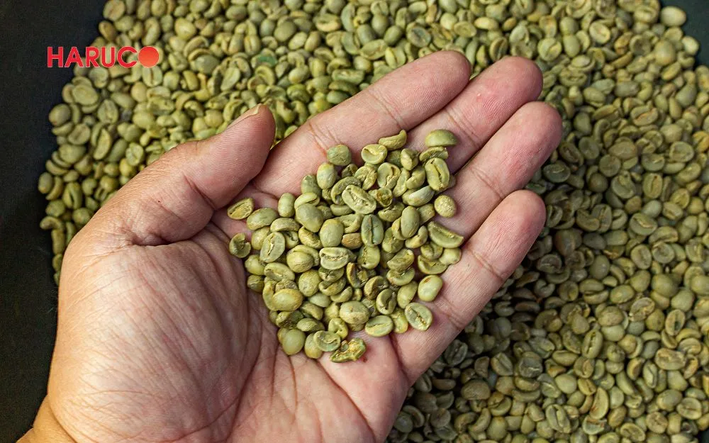 Đậu xanh là nguồn thực phẩm giàu protein thực vật