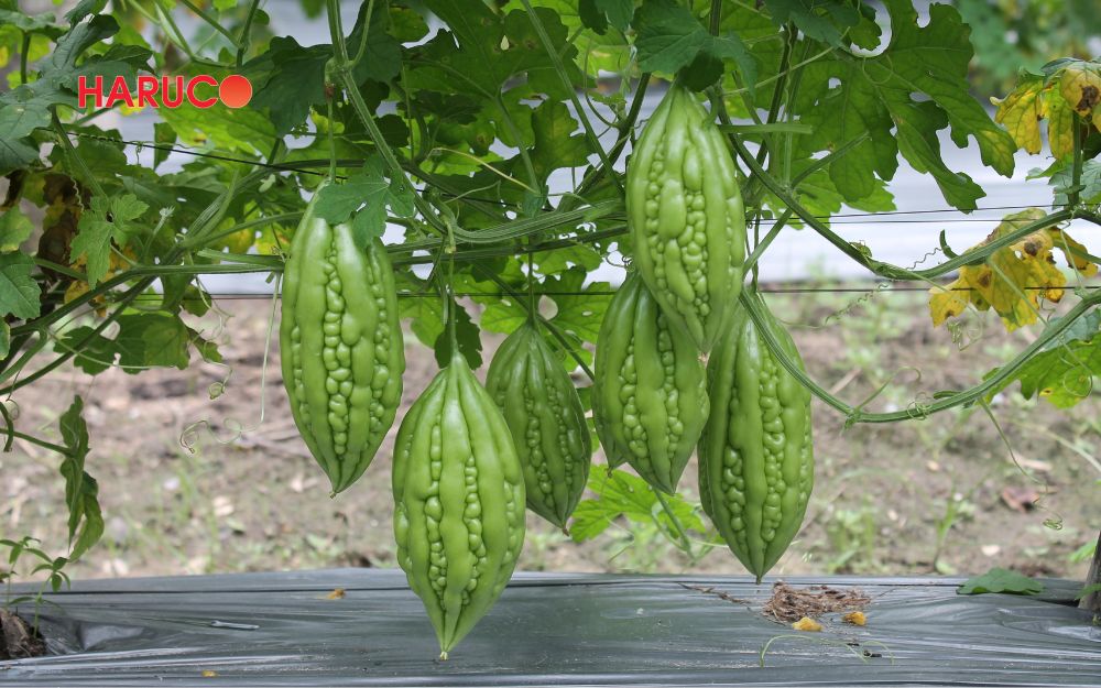 Khổ qua có chứa nhiều thành phần dinh dưỡng tốt cho sức khỏe
