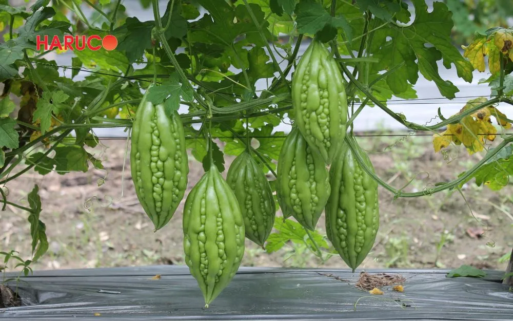 Khổ qua có chứa nhiều thành phần dinh dưỡng tốt cho sức khỏe