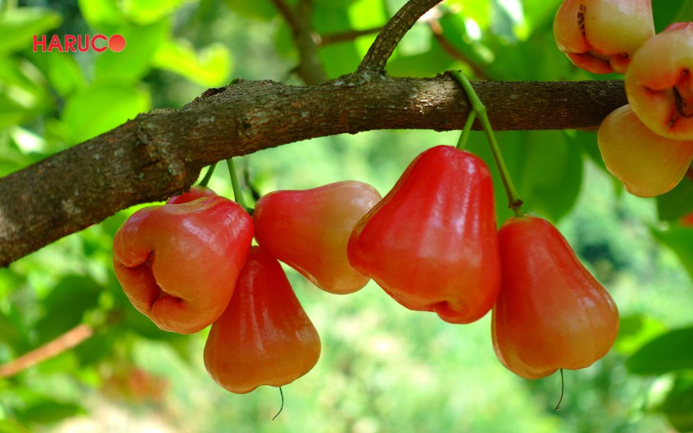 Quả roi giàu dinh dưỡng, tốt cho sức khỏe