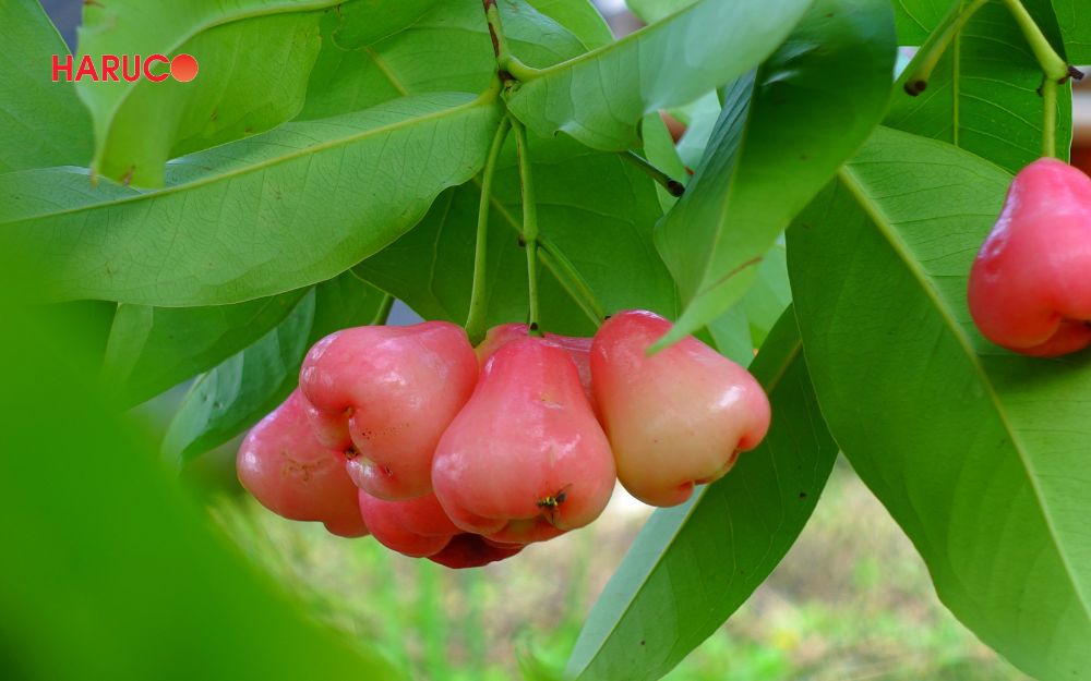 Quả roi phù hợp với người đang trong quá trình kiểm soát cân nặng
