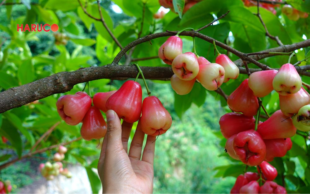 Nên chọn roi tươi, có nguồn gốc rõ ràng