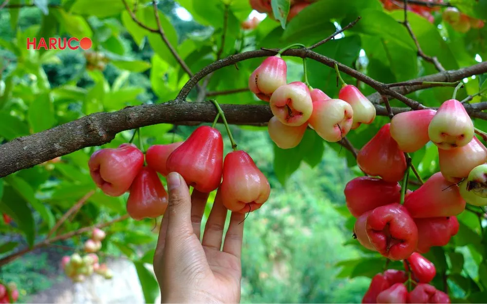 Nên chọn roi tươi, có nguồn gốc rõ ràng
