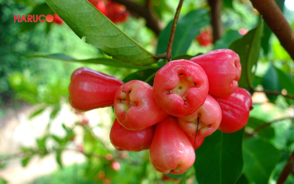 1 quả roi đỏ cỡ vừa chứa khoảng 8 – 12 calo
