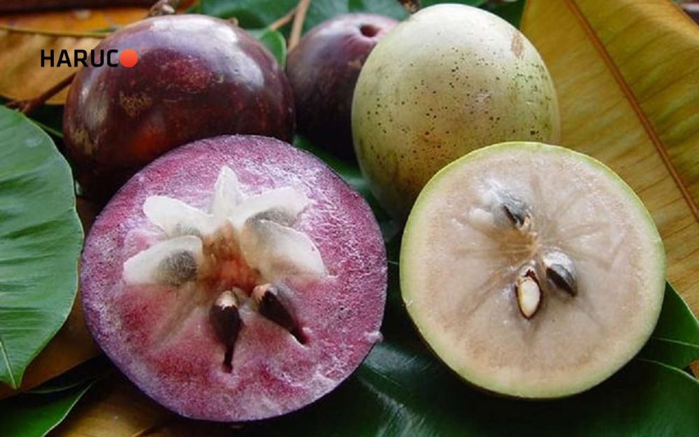 Vú sữa là một loại quả nổi tiếng với hương vị ngọt ngào, thơm béo như sữa mẹ
