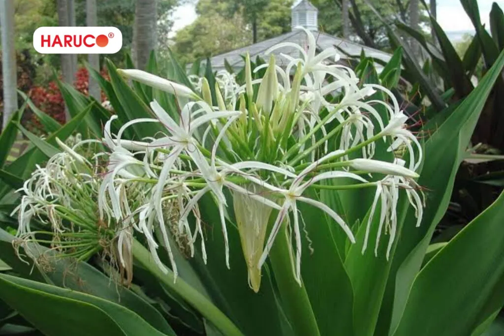 bong gân có nên đắp lá náng không, giúp giảm đau, giảm sưng và thúc đẩy việc phục hồi của khớp bị chấn thương