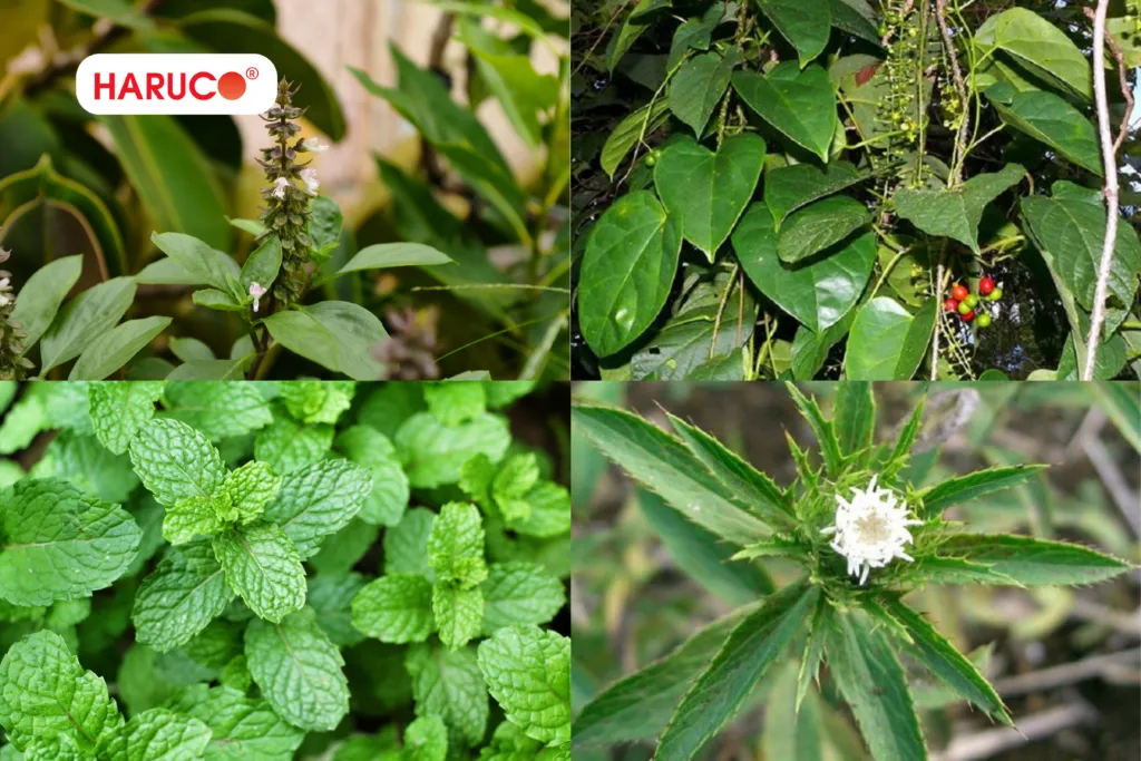 ngâm chân thảo dược tại nhà