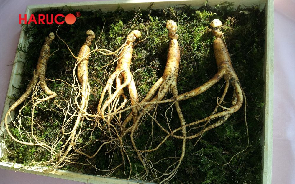 Món quà tặng bà từ nhân sâm