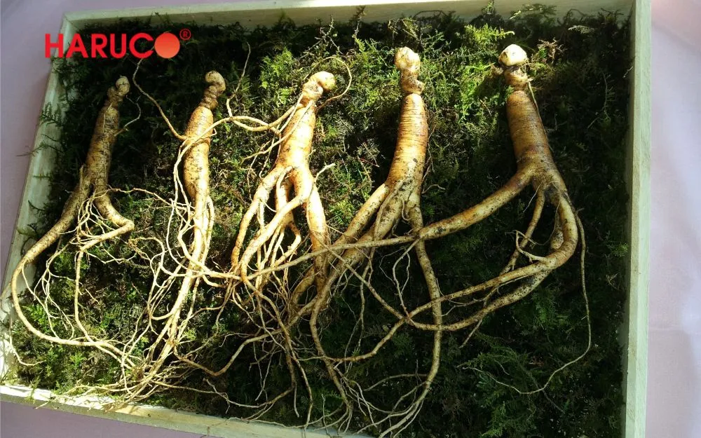 Món quà tặng bà từ nhân sâm