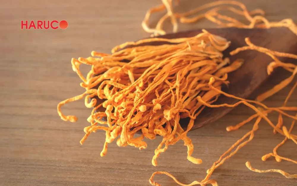 Một gợi ý quà tặng sức khỏe cao cấp chính là đông trùng hạ thảo