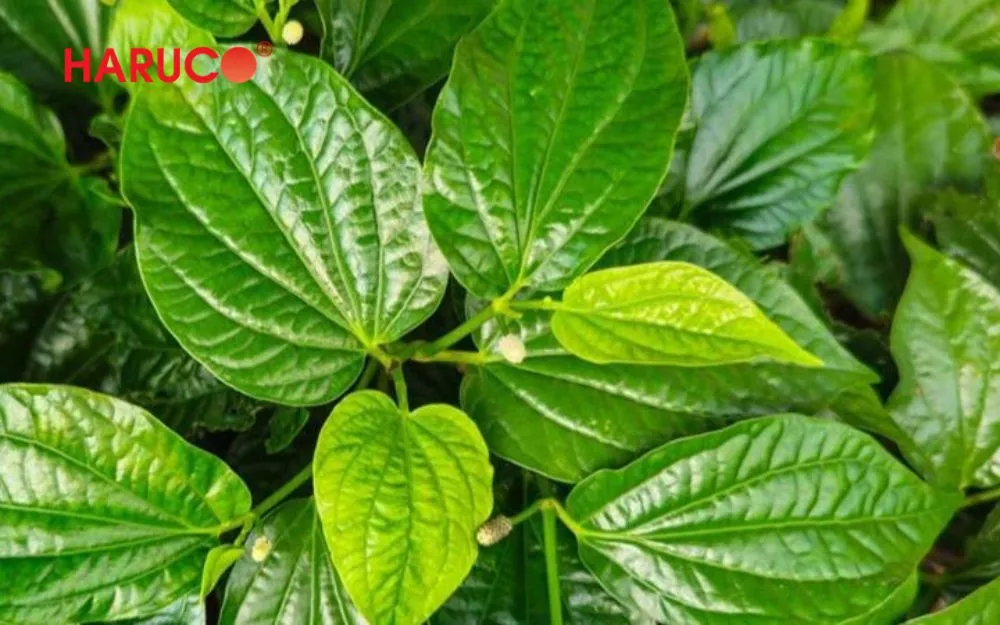 Ngâm chân nước nóng buổi tối với lá lốt hỗ trợ giảm đau xương khớp