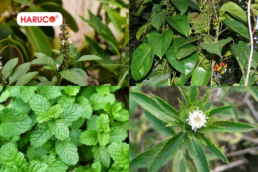 ngâm chân thảo dược tại nhà mang đến những công dụng riêng biệt hỗ trợ chăm sóc sức khỏe theo nhiều hướng khác nhau