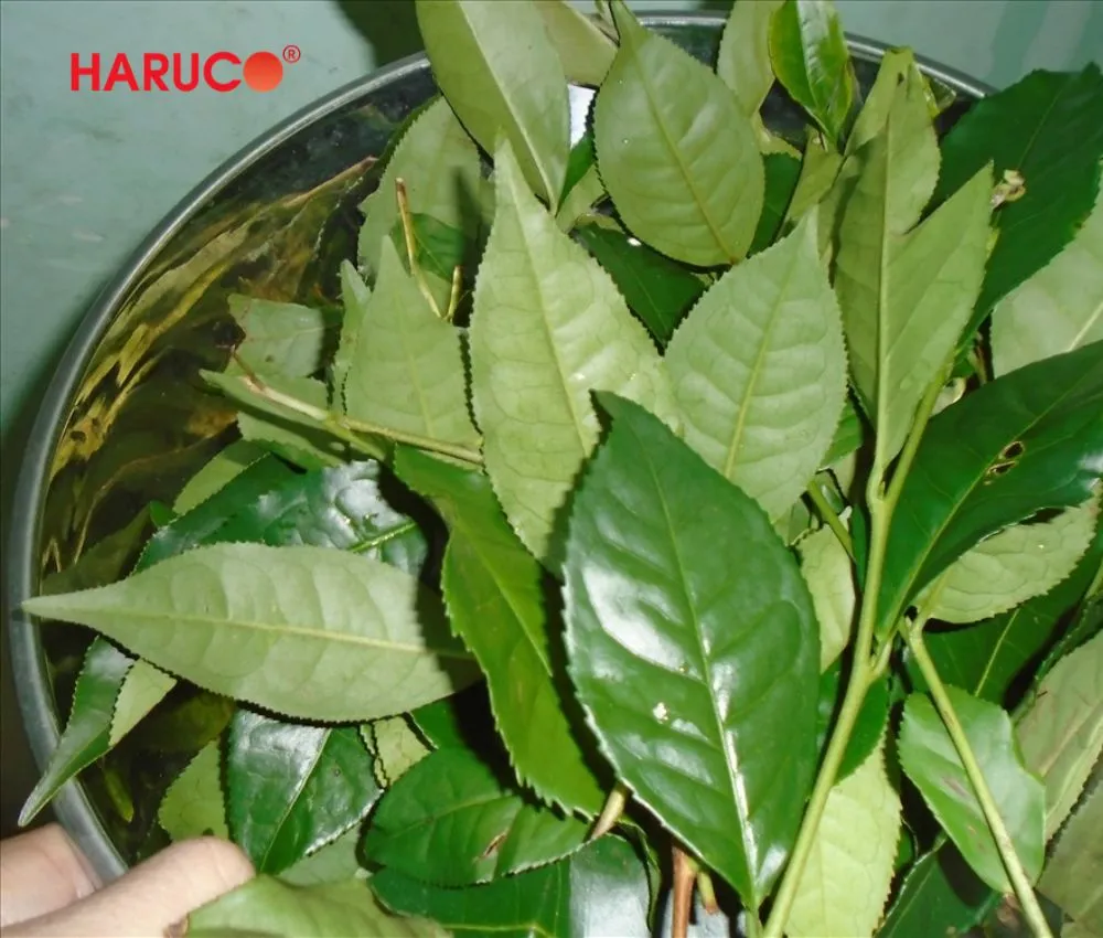 Ngâm chân với nước lá trà xanh giúp kháng khuẩn, tiêu viêm