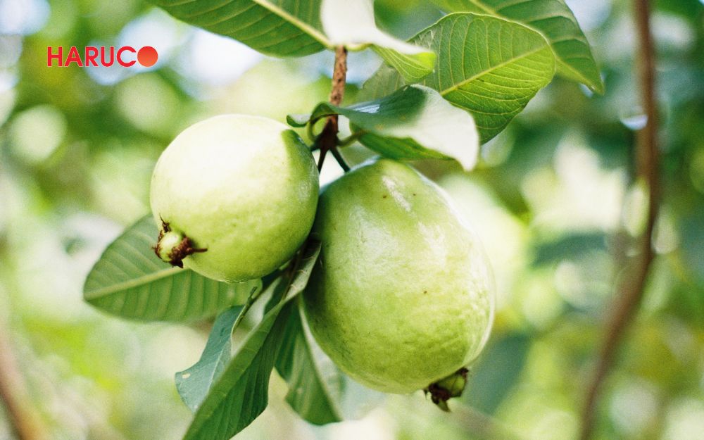 Trong quả ổi chứa nhiều vitamin C